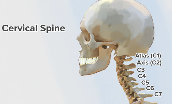 <p>superior; as it’s located above the thoracic region of the spine. Referring to the neck region of the body; specifically the part of the spine that is in the neck area.</p>