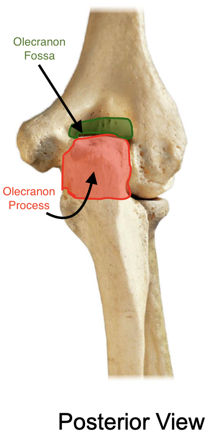 <p>olecranon fossa of the humerus when the elbow is extended</p>
