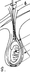 <p>In this diagram, the tail of the epididymis and origin of the ductus deferens is located ventrally. In which three species is this the case?</p>