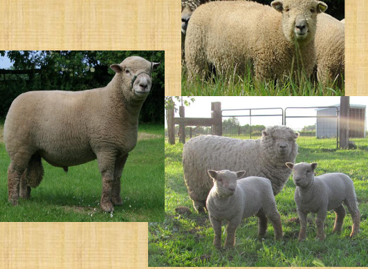 <p>what breed is this</p>