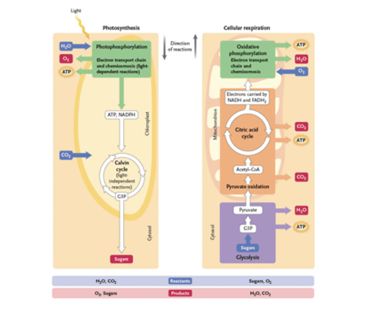 <p>· · The Krebs/citric acid Cycle is involved in cellular respiration</p><p>- The Calvin cycle is involved in photosynthesis</p>