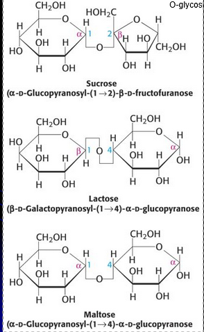 <ul><li><p>Digestive enzymes (eg. sucrase, lactase, and maltase) exist on the surface of small intestinal cells to catalyze breakdown of disaccharides to monosaccharides for absorption</p></li><li><p>Lactose intolerance is due to the loss of lactase activity in the small intestine </p></li></ul><p></p>