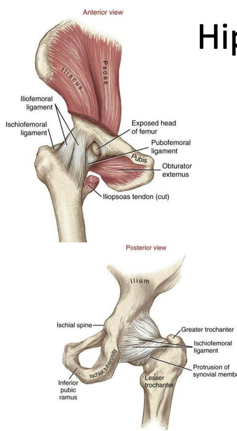 <ul><li><p>thick and strong and reinforced by strong ligaments</p></li><li><p>dense, inelastic and fibrous and encloses the entire joint</p></li><li><p>attaches to the periphery of the acetabulum blending with the labrum medially with multiple lateral attachments </p></li><li><p>thickest anterior & superior</p></li><li><p>thinnest posterior & inferior </p></li><li><p>-lined with synovial membrane </p></li></ul><p></p>