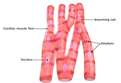 <p>cardiac muscle</p>