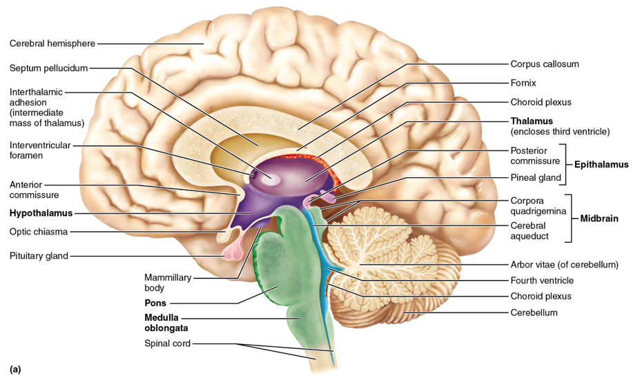 <p>hypothalamus</p>