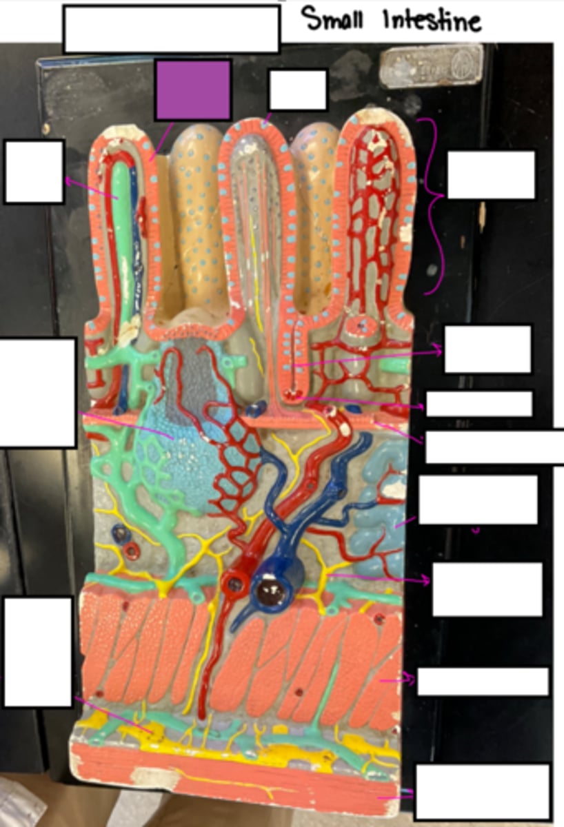 knowt flashcard image