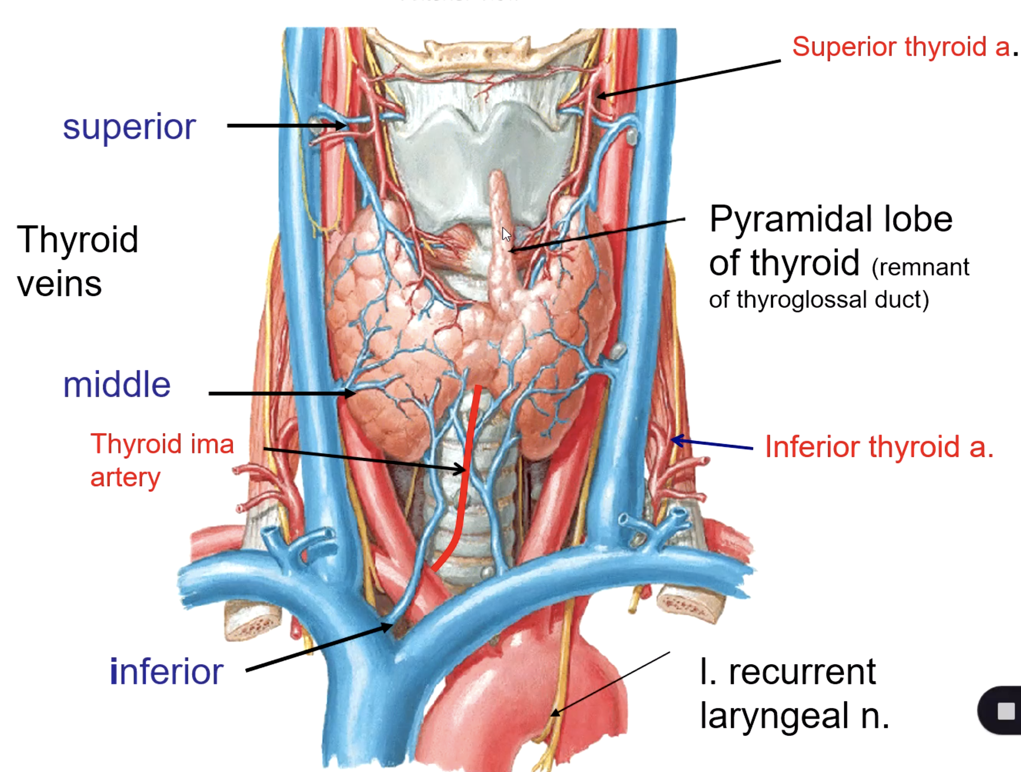 <p>superior thyroid v.<br>middle thyroid v. <br>inferior thyroid v.</p>