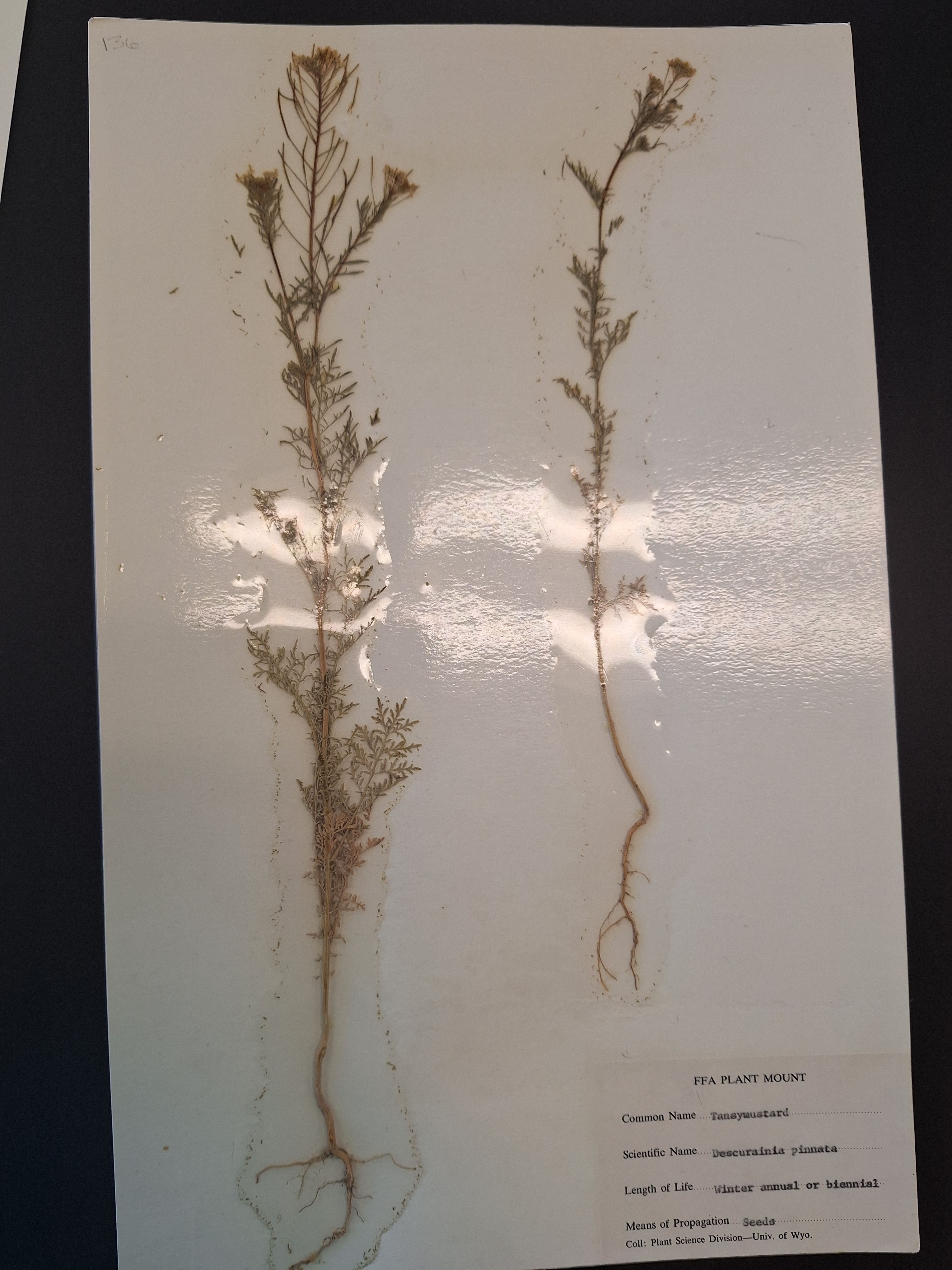 <p>What is this plant</p>