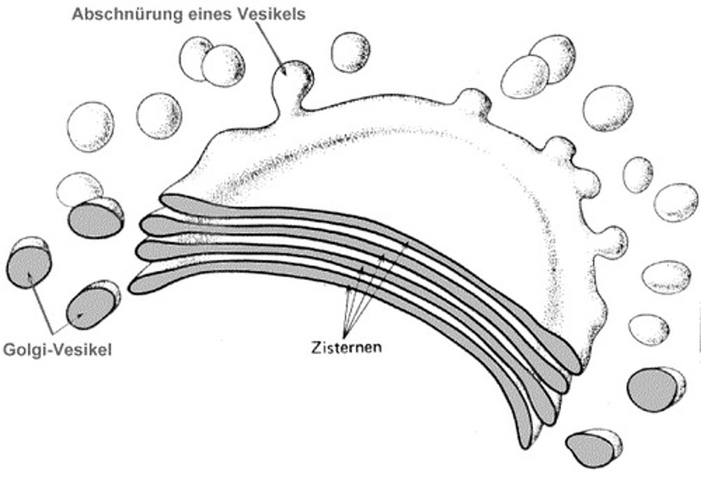 <p>stacks of cisternae in the golgi apparatus</p>