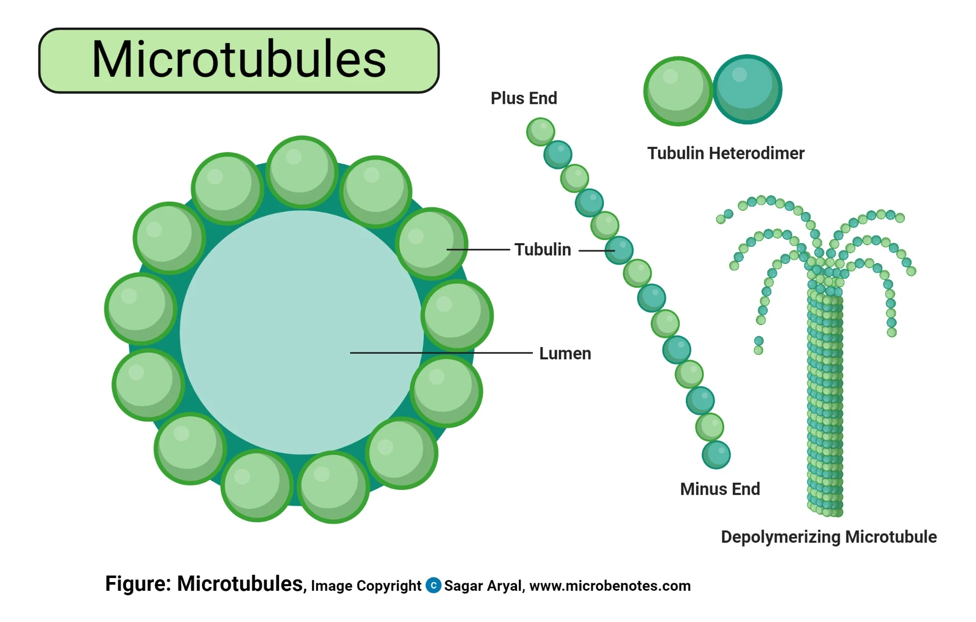 <p>Made up of repeating subunits of tubulin and determine the overall shape of a cell and the distribution of organelles.</p><p>Crucial in cell division.</p>