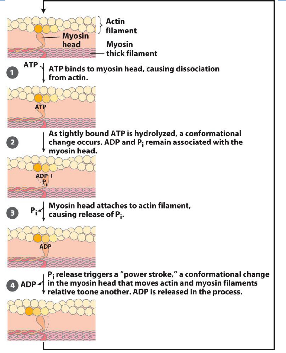 <p><span>Walking in myosin is catalyzed by ATP</span><br><span>- Binding, hydrolysis, and release of ATP cause conformational changes</span></p><p><span>ATp binds to myosin head, causing dissociation from actin</span></p><p><span>As tightly bound ATP is hydrolyzed, a conformational change occurs. ADP and Pi remain associated with the myosin head</span></p><p><span>Myosin head attaches to actin filament, causing release of Pi</span></p><p><span>Pi release triggers a “power stroke”, a conformational change in the myosin head that moves actin and myosin filaments relative to one another, ADP is released in the process</span></p>