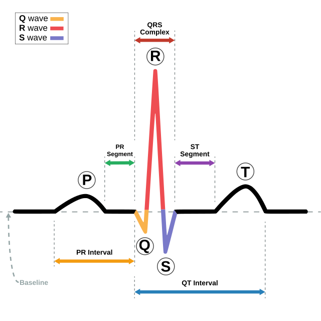 <p>ventricular repolarization</p>