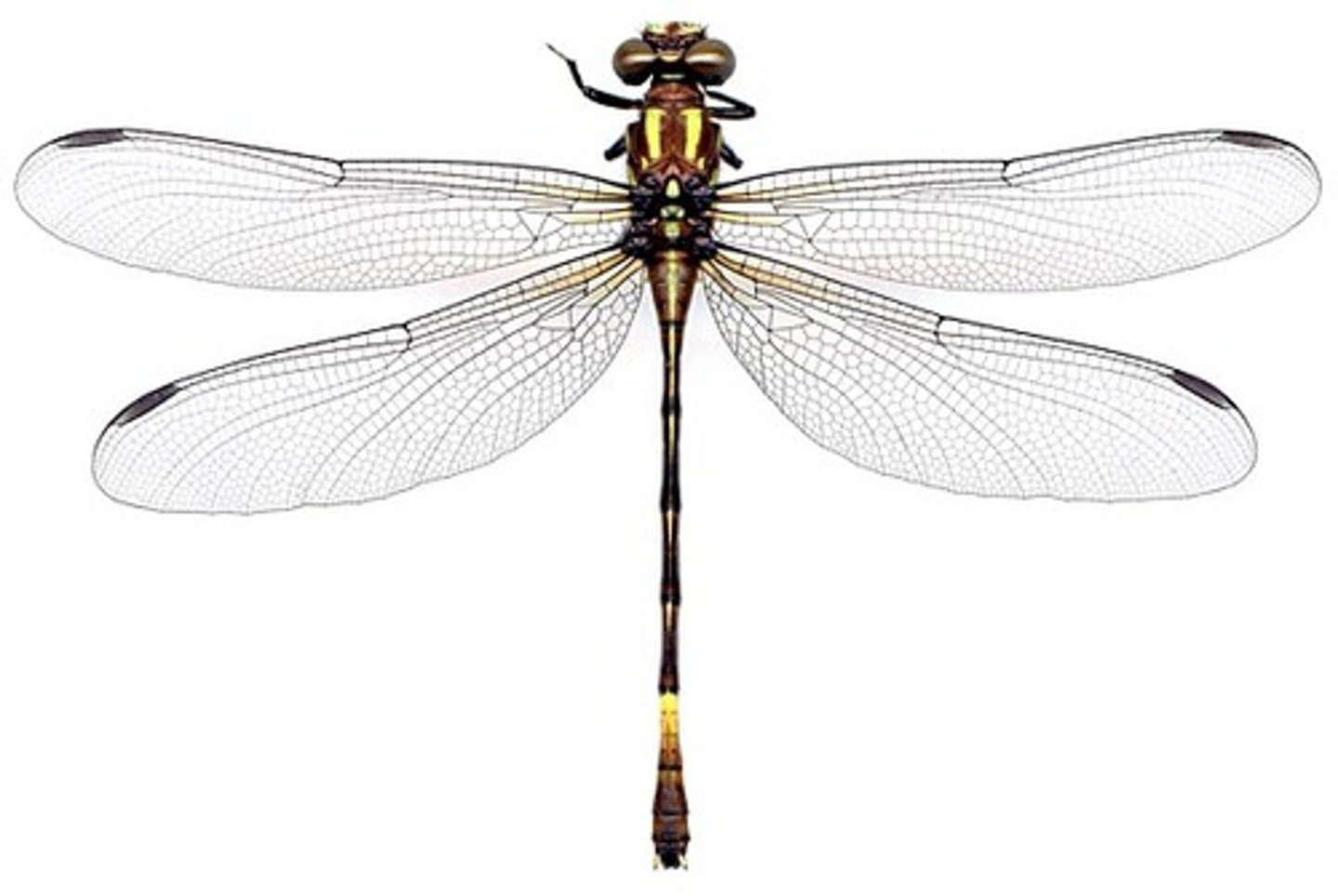 knowt flashcard image