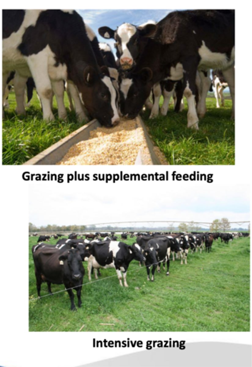 <p>optimal BCS range for first calf heifers to support growth and lactation</p>