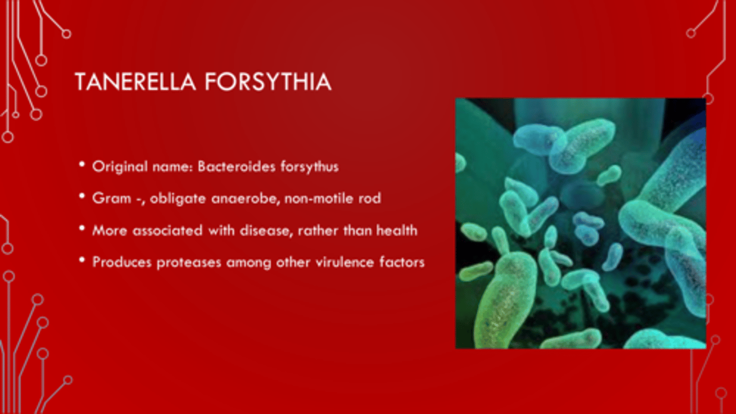 <p>- -ve rod-shaped</p><p>- anaerobe, non-motile</p><p>- often found in conjunction w/ other pathogens in periodontitis.</p><p>- prod enzymes (e.g., sialidases) that degrade host tissues.</p><p>- identified through molecular methods (e.g., PCR)</p>