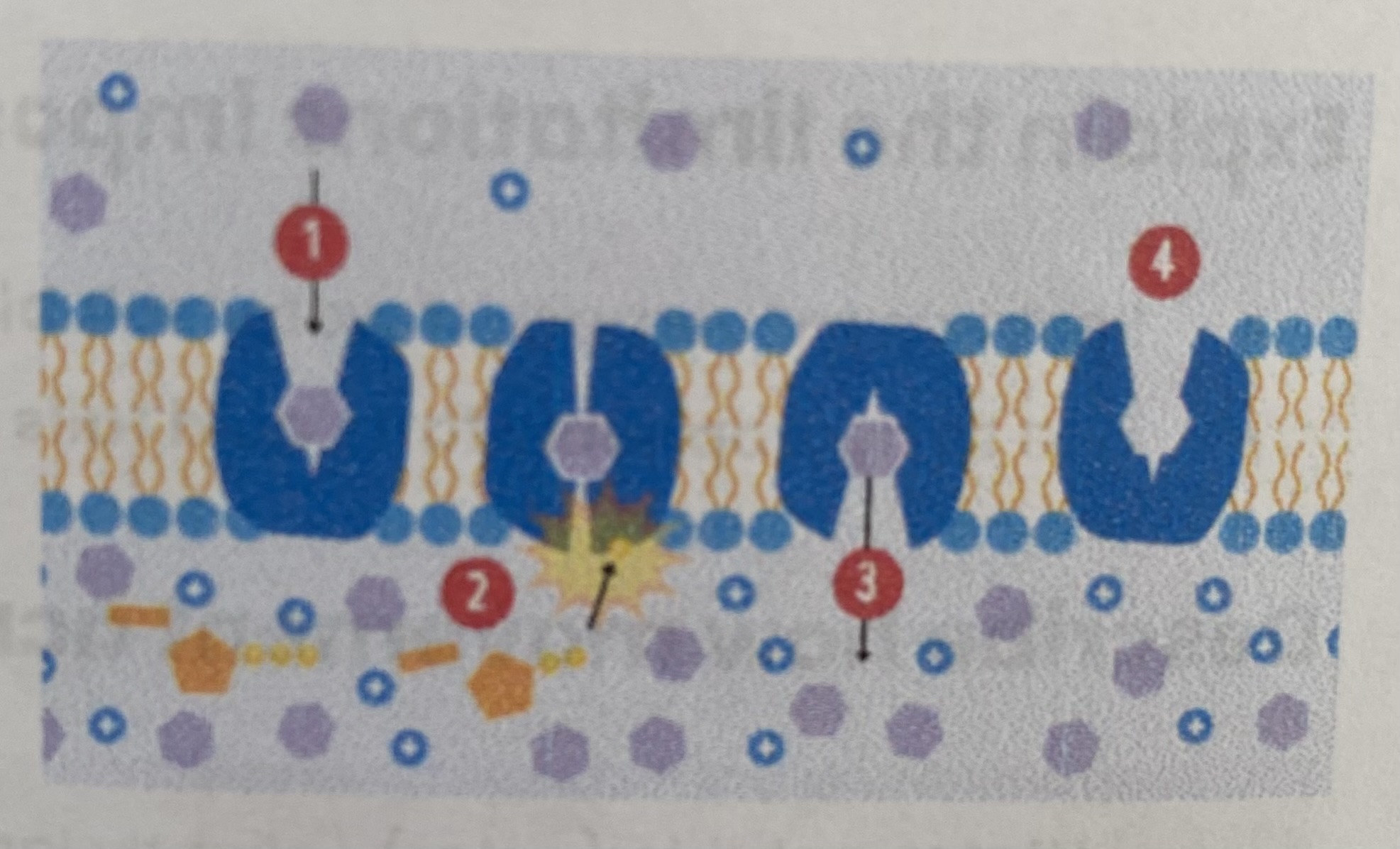 <ol><li><p><strong>Complementary </strong>substance <strong>binds</strong> to <strong>specific carrier </strong>protein</p></li><li><p><strong>ATP</strong> binds, hydrolysed into <strong>ADP + Pi</strong>, releasing energy</p></li><li><p>Carrier protein <strong>changes shape</strong>, releasing substance on side of higher concentration </p></li><li><p>Pi released= protein returns to <strong>original shape </strong></p></li></ol><p></p>