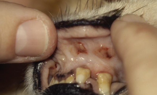 <p>nonspecific - may see mouth ulcers from urea to ammonia  </p>