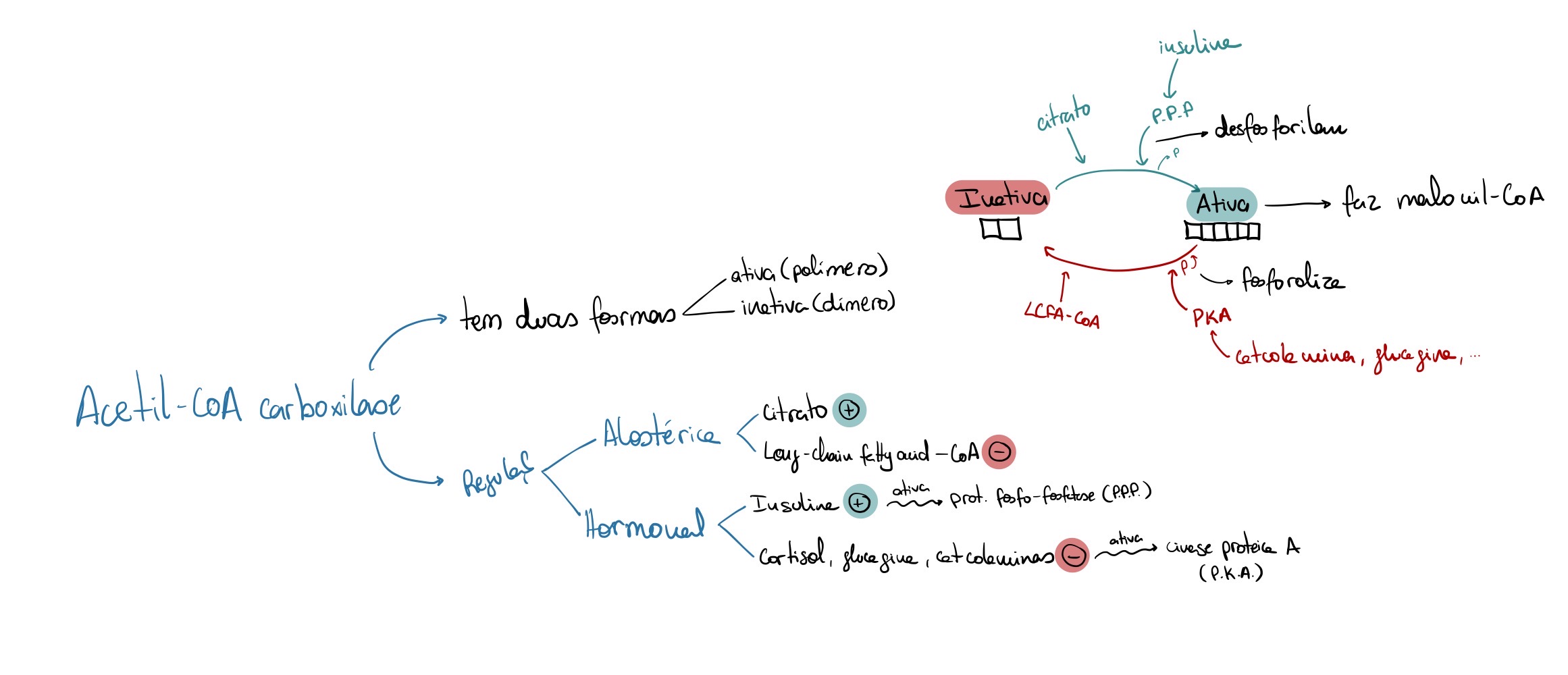 <p>Através da regulação da enzima que a sintetisa, Acetil-CoA carboxilase (ver esquema)</p>