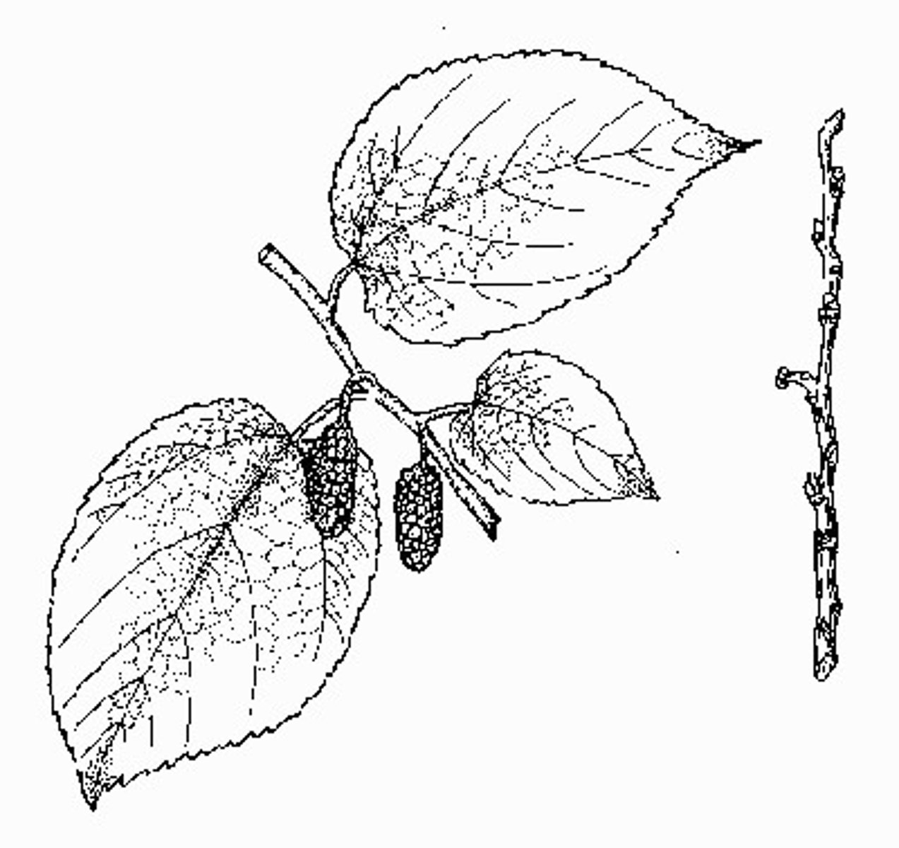 <p>What is this? Monocot or eudicot?</p>