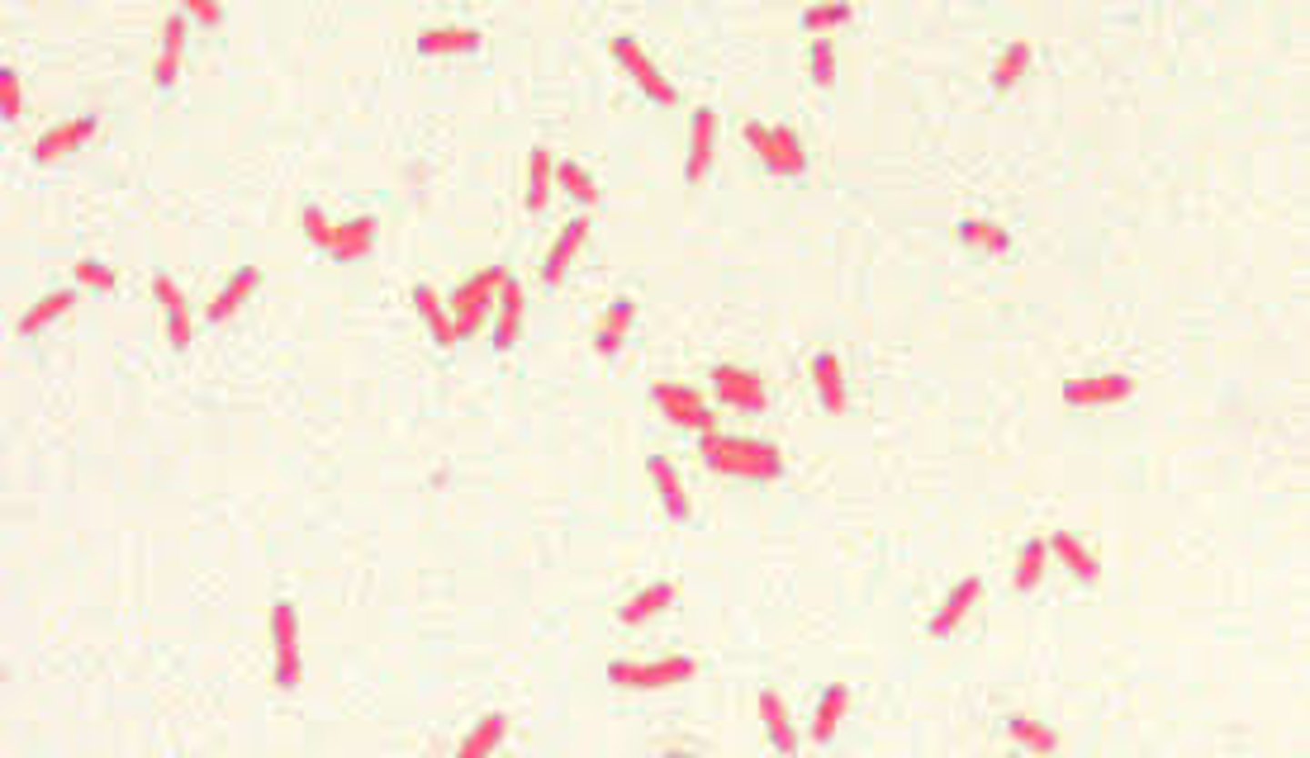 <p>Proteus mirabilis</p><p>Escherichia coli</p><p>Klebsiella spp</p><p>Serratia spp</p><p>Enterobacter cloacae</p><p>Citrobacter spp</p>