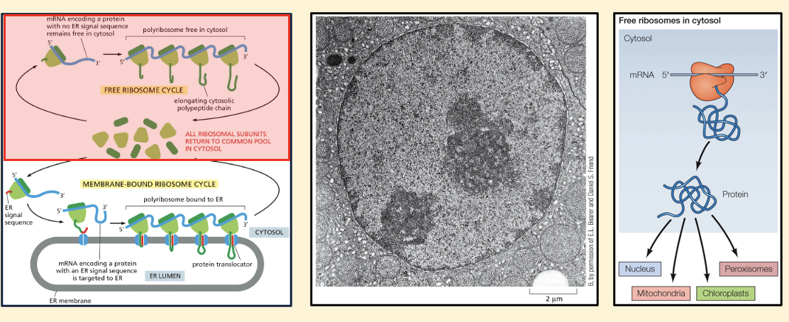 <p>Transport into the nucleus</p>