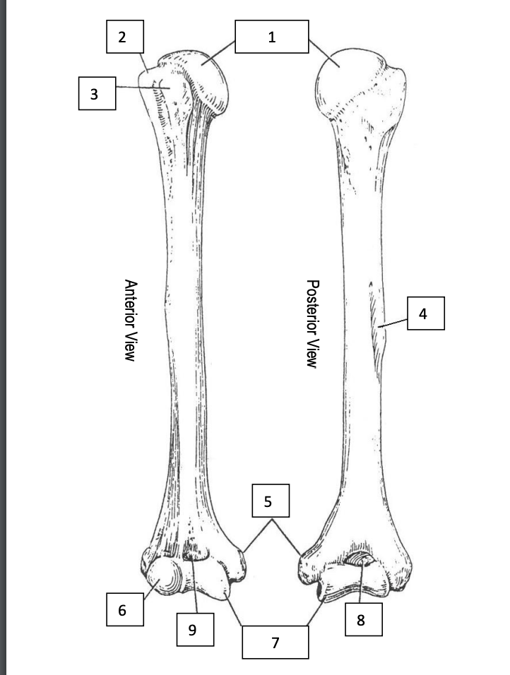 <p>Humerus</p>