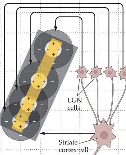 <p>Simple cells are sensitive to a specific orientation </p><p>Receptive fields stack up to form bars</p>