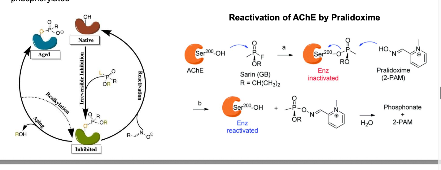 <ul><li><p>pralidoxime (protopam or 2-PAM) = strong nucleophile that competes with AChE for the phosphorus group of the inhibitor (suicide inhibition of the inhibitor) and enzyme is restored</p></li><li><p>protopam = antidote to treat organophosphate poisoning; however, must be given within 24-36 hrs of poisoning otherwise enzyme becomes resistant to the antidotal effects of protopam b/c of “aging”</p></li><li><p>aging = hydrolysis of 1 or more of the phosphoester bonds while leaving the AChE phosphorylated</p></li></ul><p></p>