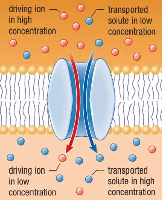 <p><span>A solute that moves through the membrane channel in the same direction as the driving ion</span></p>