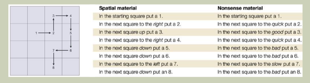 <ul><li><p>Personen krijgen of goed te visualiseren zinnen <strong>(spatiele conditie)</strong> of niet goed te visualiseren zinnen <strong>(nonsens conditie)</strong> </p></li><li><p>De spatiele conditie waren beter te onthouden</p></li><li><p>In de <strong>spatiele conditie</strong> is het aanbieden van de zinnen in <strong>auditief format beter</strong>, want dan verwerkt de phonologische lus en slaat de VSSP op</p></li><li><p>In de<strong> nonsense conditie</strong> is het aanbieden van de zinnen in<strong> visueel format beter</strong>, want dan verwerkt de VSSP en slaat de phonologische lus op</p></li></ul><p></p>