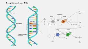 <p>A nucleic acid molecule, usually a double-stranded helix, in which each polynucleotide strand consists of nucleotide monomers with a deoxyribose sugar and the nitrogenous bases Adenine (A), Cytosine (C), Guanine (G), and Thymine (T); capable of being replicated and determining the inherited structure of a cell’s proteins. </p>