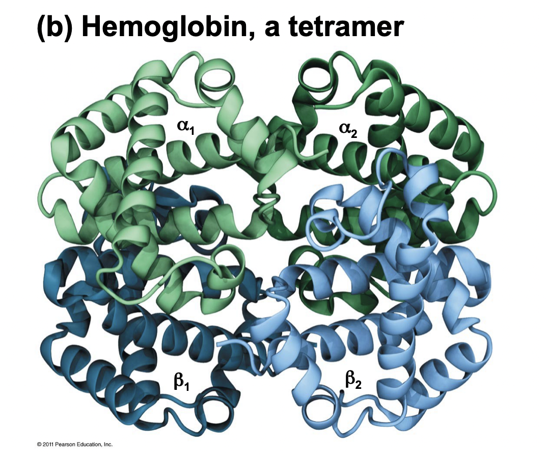 <ul><li><p>Occurs when tertiary structures still do not have function</p></li><li><p>Final step of protein folding</p></li><li><p>Several polypeptides form a large protein complex</p></li><li><p>Ex. hemoglobin is made of 4</p></li></ul>