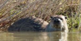 <p>Northern River Otter</p>