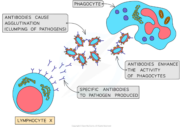 * Antibodies bind to specific antigens that trigger the specific immune response
* Antibodies function to disable pathogens in several ways