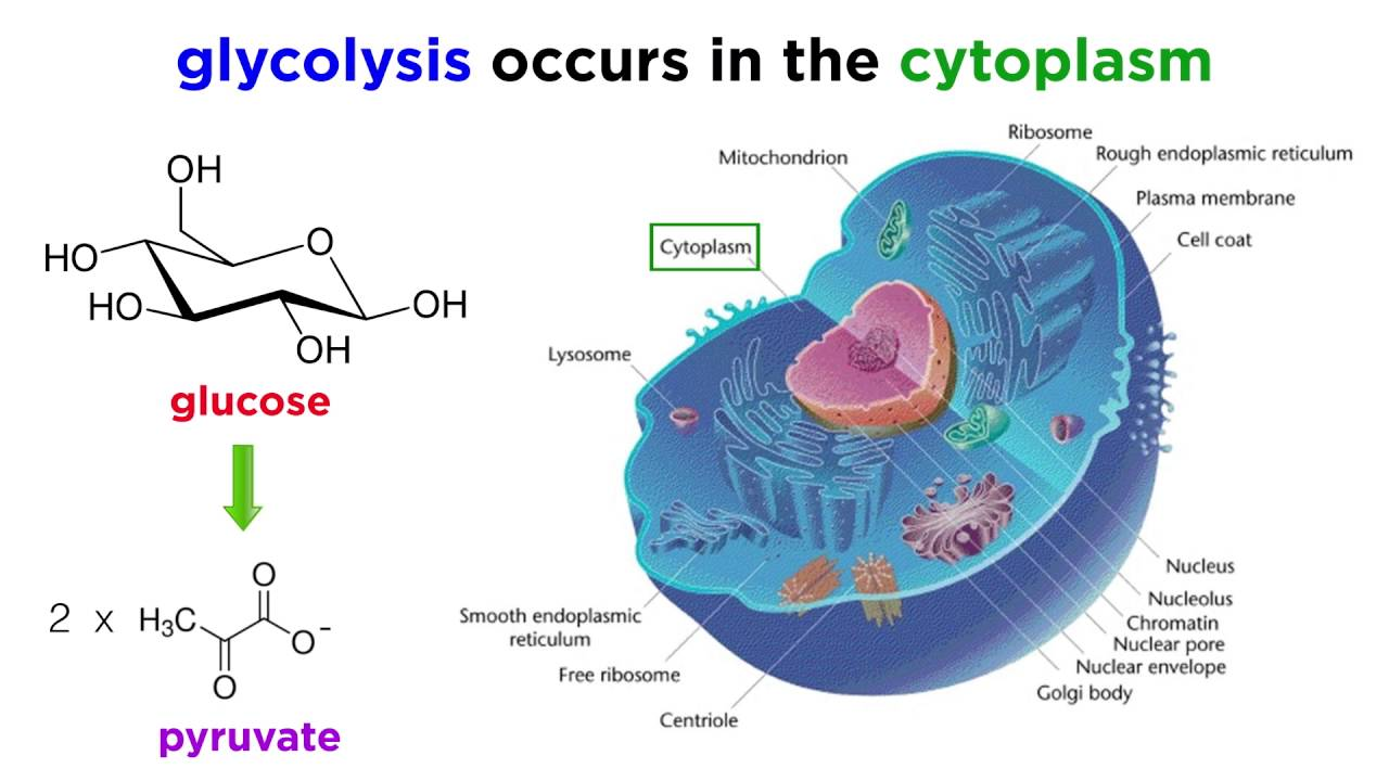 <p>In the cytoplasm</p>