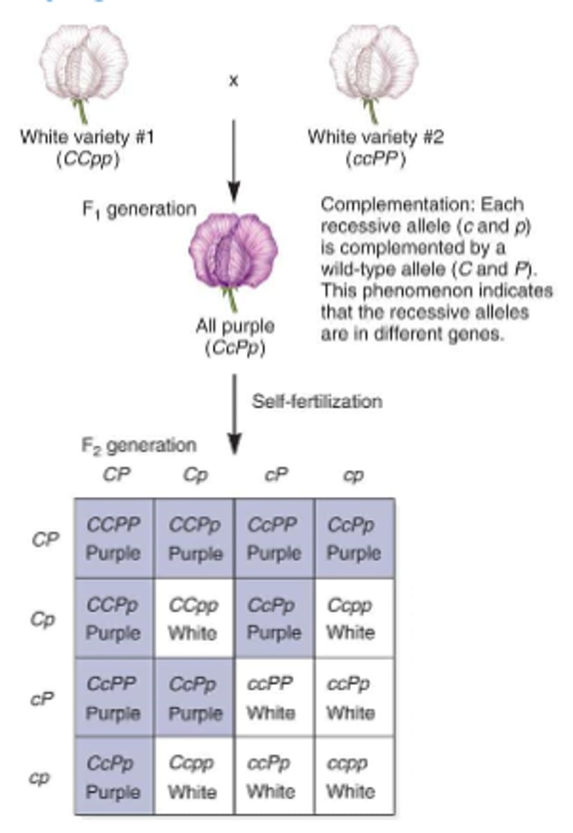 <p>each gene is mutually dependent on the other</p><p>9:7</p>