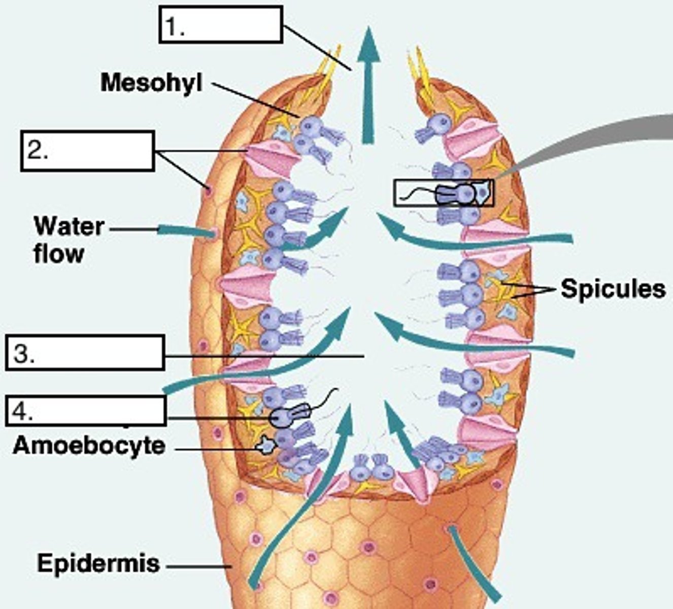 <p>what is labeled at 1, 2, 3 and 4 on the choanocyte of a sponge?</p>