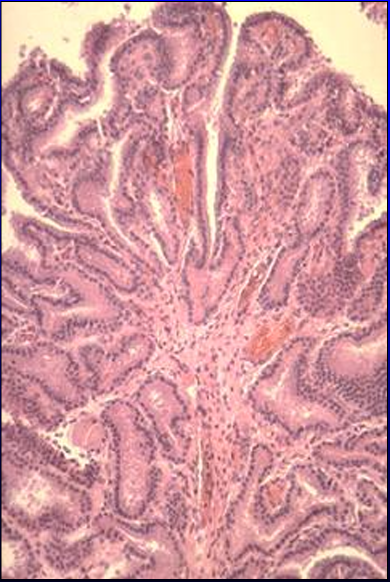 <p>Identify the structure:</p><p>Specie:</p>