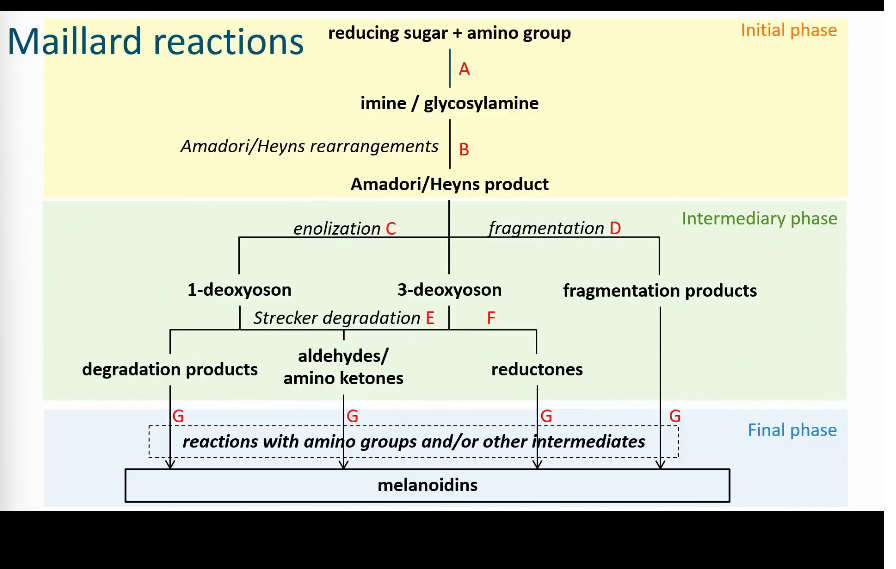 <ul><li><p>There is no general structure for melanoidins</p></li><li><p>They are the brown pigments that you see</p></li></ul><p></p>