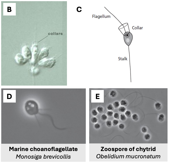 <p><strong>Choanoflagellate</strong></p><ul><li><p>Marine choanoflagellate = <em>Monosiga brevicolis</em></p></li><li><p>Zoospore of chytrid = <em>Obelidium mucronatum</em></p></li></ul><p></p>