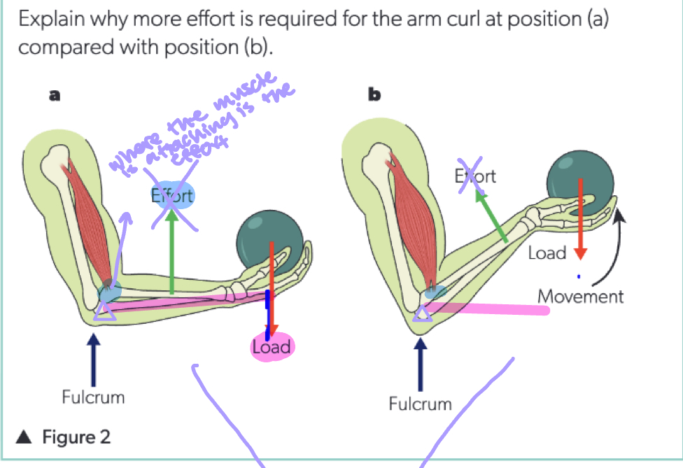 <p>Explain why more effort is required for the arm curl at position (a) compared with position (b). </p>