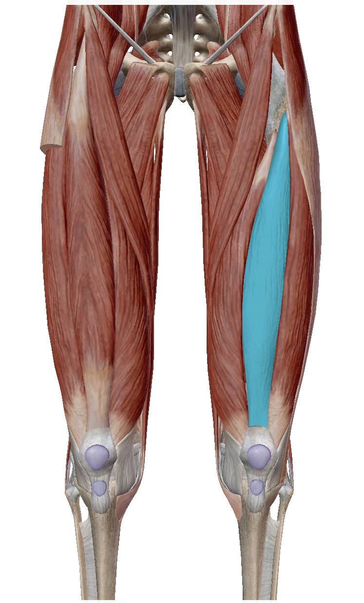 <p>Identify the highlighted muscle</p>