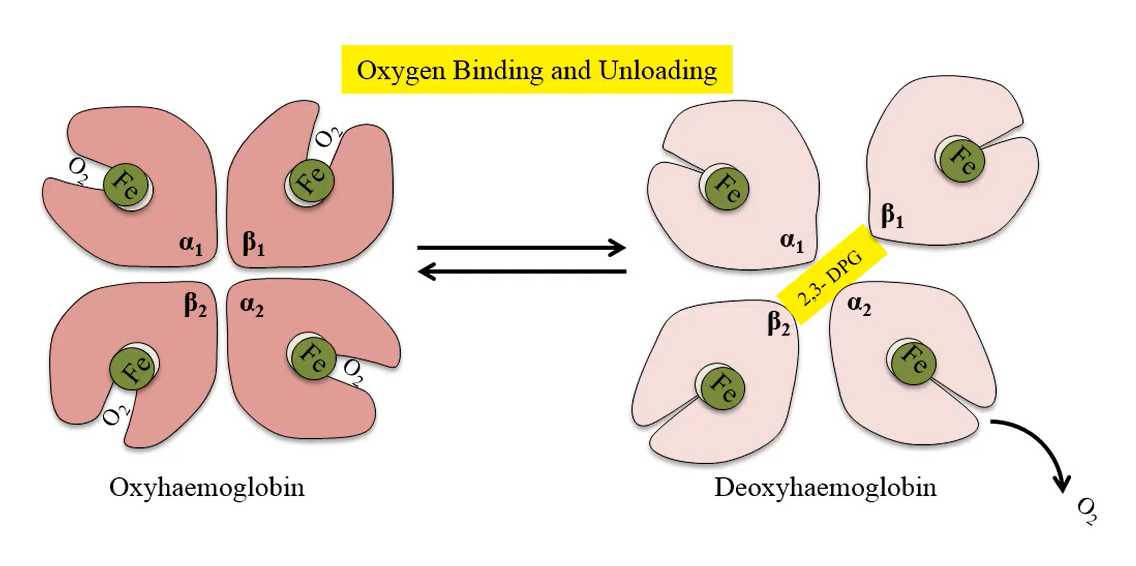 <p>red blood cells bound to hemoglobin</p>
