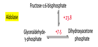 Step 4 of glycolysis should be irreversible but is reversible, why? 