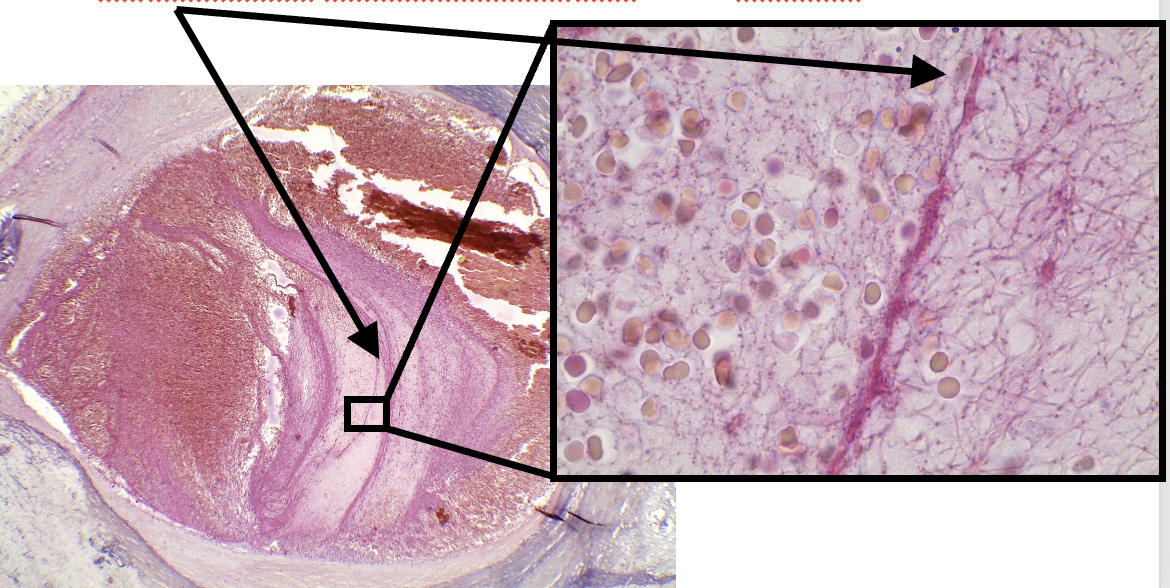 <p>Wat wordt er aangeduid</p>