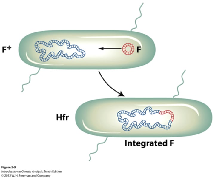 <p>a bacterial strain in which the F factor is integrated into the chromosome, Hfr strain contains F factor in its gnome</p>