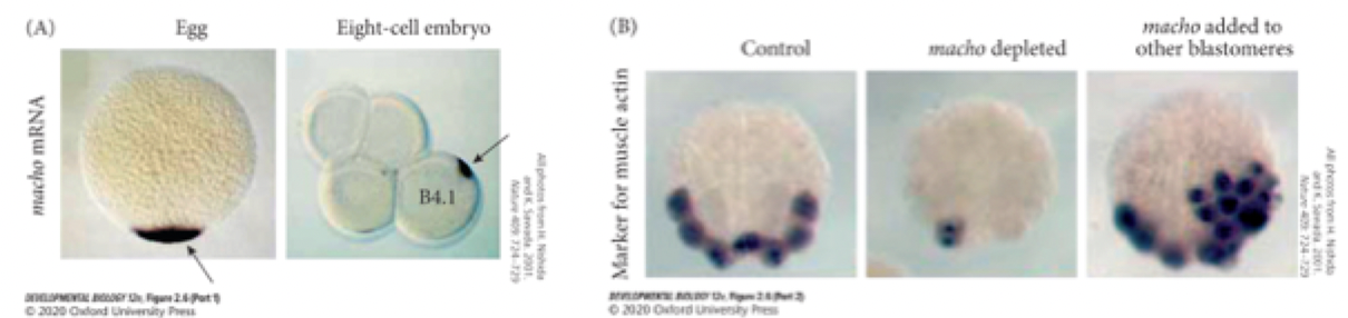 <p>Autonomous specification</p><p><strong>what is the significance of Whittaker’s experiment?</strong></p><p>Whittaker:</p><ul><li><p>Macho mRNA segregates asymmetrically in the cytoplasm to drive tail muscle development (B4.1)</p></li><li><p>In situ hybridization put probes with paired gene and it will track said genes</p></li><li><p>Black spot localizes to B4.1 therefore B4.1 expresses macho mRNA</p><ul><li><p>Asymmetric cell division</p></li></ul></li><li><p>mRNA that makes muscle protein end up in a single pairing of the embryo</p></li></ul><p>&nbsp;</p><p><strong>Control division</strong></p><ul><li><p>Embryo divides normal and contain macho mRNA</p></li></ul><p><strong>Macho depleted</strong></p><ul><li><p>Knock down macho: reduce the expression</p><ul><li><p>Small development</p></li></ul></li></ul><p><strong>Macho added to other blastomeres</strong></p><ul><li><p>Over express macho:</p><ul><li><p>Cell size is bigger</p></li></ul></li></ul><p></p>