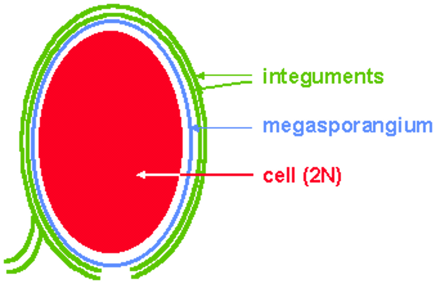 <p>A plant structure in which megaspores are formed, such as those of the female cones of pines.</p>