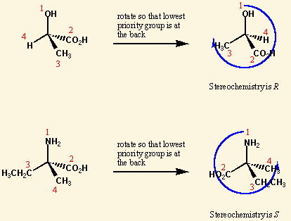 <p>naming stereoisomers </p><ul><li><p>priority is given by looking at atoms connected to the chiral carbon or double-bonded carbons. whichever has the highest atomic # gets highest priority </p></li></ul><p></p>