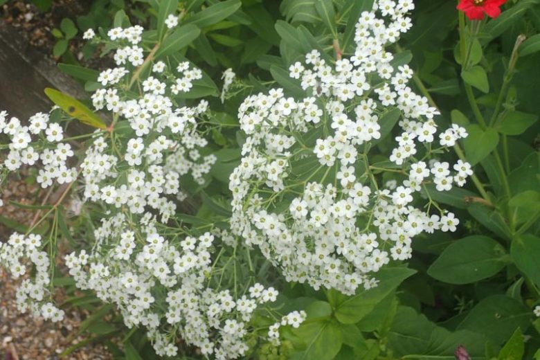 <p>A wiry, upright plant with whorled leaves and airy clusters of tiny white bracts.</p><p>-filler flower</p>